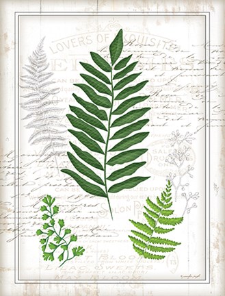 Framed Ferns II Print