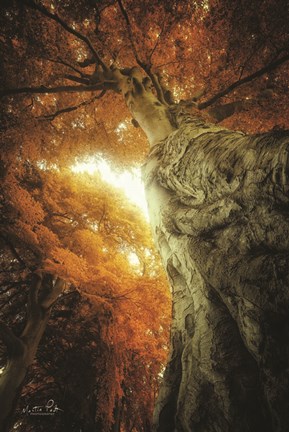 Framed Look Up Autumn Print