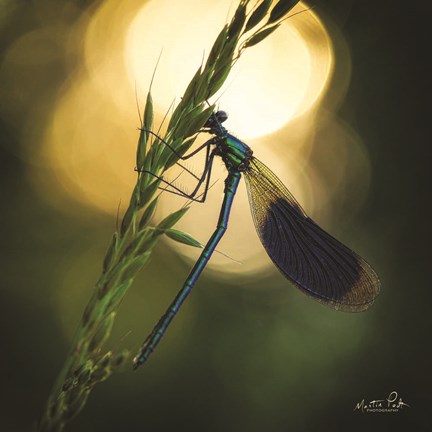 Framed Damselfly in Backlight Print