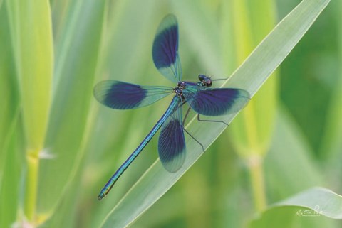 Framed Damselfly in Blue Print