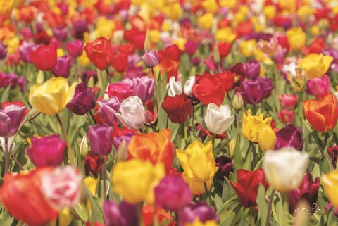 Framed Colorful Bouquet Print