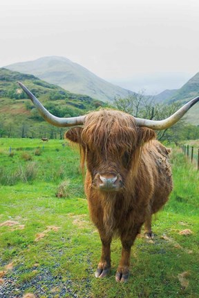 Framed Scottish Highland Cattle VI Print