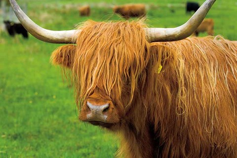 Framed Scottish Highland Cattle I Print