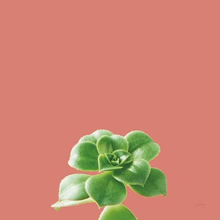 Framed Succulent Simplicity VII Coral Print