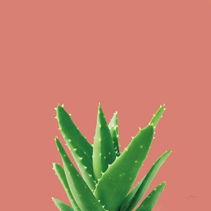 Framed Succulent Simplicity V Coral Print