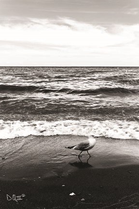 Framed Seagull I Print