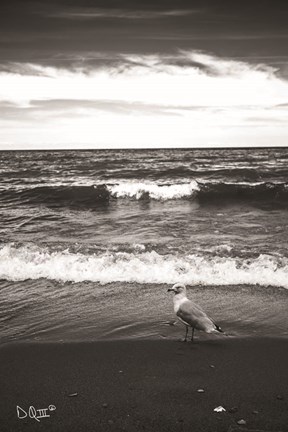 Framed Seagull II Print