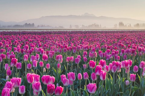 Framed Sunrise Over The Skagit Valley Tulip Fields, Washington State Print