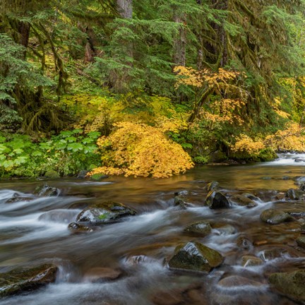 Framed Vine Maples And Sol Duc River In Autumn Print