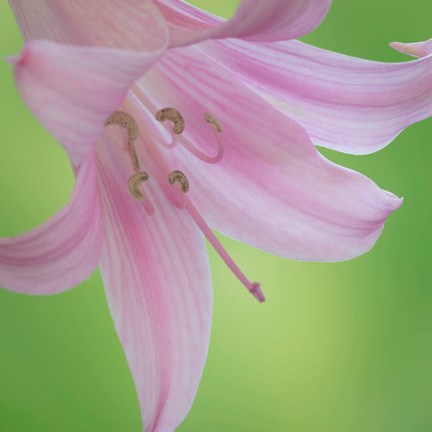 Framed Lily Blossoms Close-Up Print