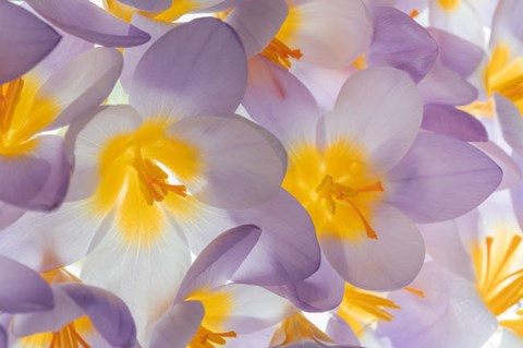 Framed Spring Crocus Flowers Close-Up Print