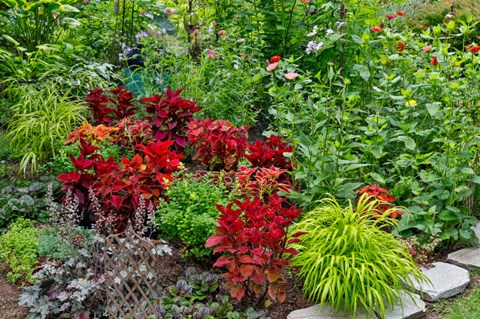 Framed Summer Flowers And Coleus Plants In Bronze And Reds, Sammamish, Washington State Print