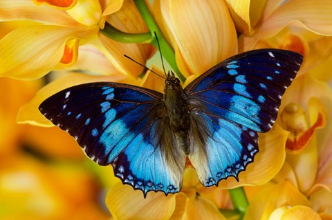 Framed Charaxes Smaragdalis Butterfly On Large Golden Cymbidium Orchid Print