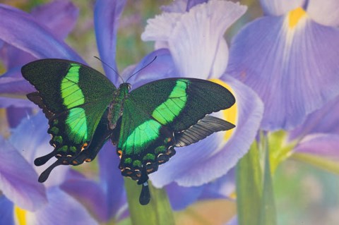 Framed Green Swallowtail Butterfly, Papilio Palinurus Daedalus, In Reflection With Dutch Iris Print