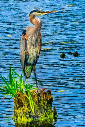 Framed Great Blue Heron, Juanita Bay Park, Kirkland, Washington State Print