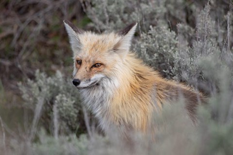 Framed Red Fox Framed By Sage Brush In Lamar Valley, Wyoming Print