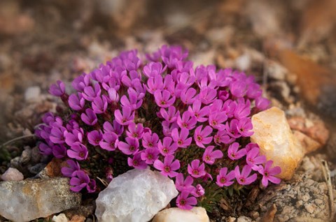 Framed Wyoming, Beartooth Mountains Moss Campion Wildflower Close-Up Print
