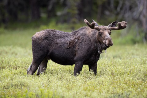 Framed Wyoming, Yellowstone National Park Bull Moose With Velvet Antlers Print