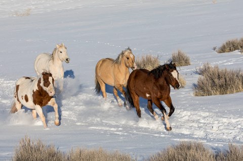 Framed Herd Of Horses Running In Snow Print