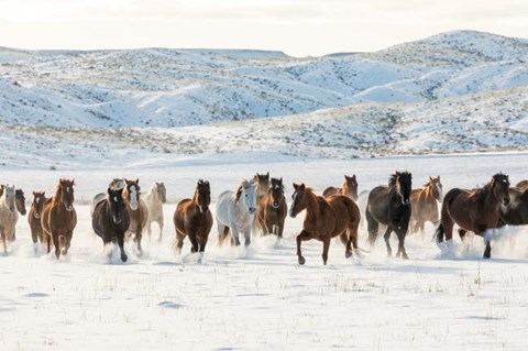 Framed Herd Of Horses Running In Snow Print