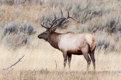 Framed Portrait Of A Bull Elk With A Large Rack Print