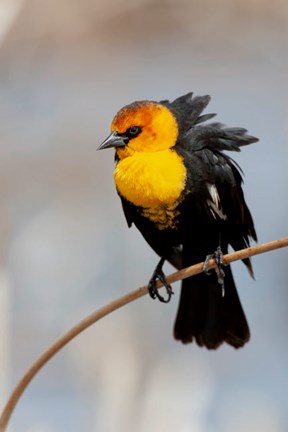 Framed Yellow-Headed Blackbird Perched On A Reed Print