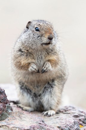Framed Richardson&#39;s Ground Squirrel Print
