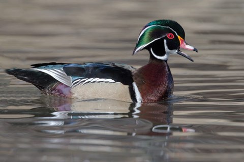 Framed Wood Duck Drake In Breeding Plumage Floats On The River While Calling Print