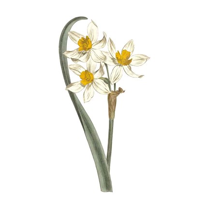 Framed Monument Etching Tile Flowers VIII Print