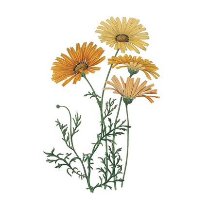 Framed Monument Etching Tile Flowers II Print