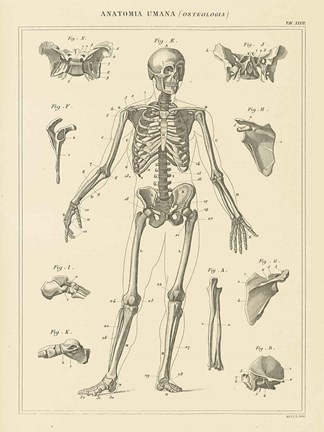 Framed Skeleton Chart Print