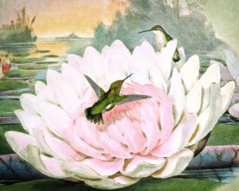 Framed Emerald Hummingbirds Print