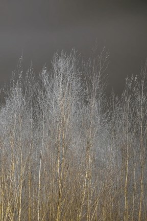 Framed Silver Forest III Print