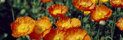 Framed Poppies In Bloom, Japan Print