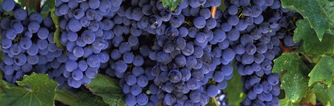 Framed Grapes On The Vine, Napa, California Print