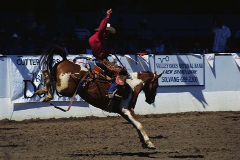 Framed Saddle Bronc Rider Print