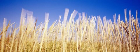 Framed Marram Grass In A Field, Washington State Print