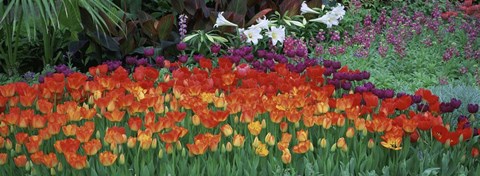 Framed Close-Up Of Flowers In A Garden, Botanical Garden Of Buffalo, New York Print