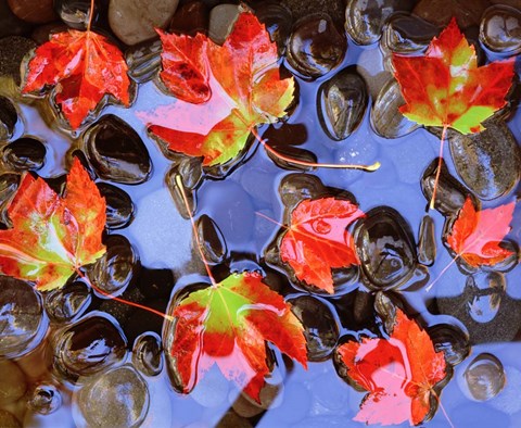 Framed Close-Up Of Maple Leaves In The Water Print