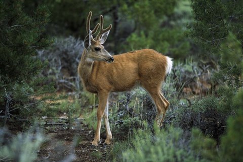 Framed Young Mule Deer Buck, Grand Canyon National Park, Arizona Print