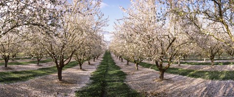 Framed Almond Trees In An Orchard, Central Valley, California Print