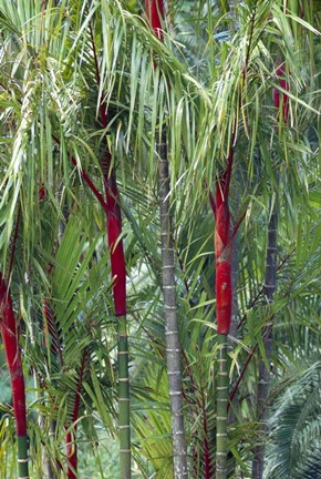Framed Bamboo And Palm Trees In A Forest Print