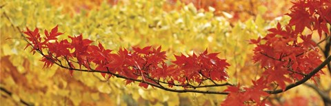 Framed Red And Yellow Autumnal Leaves Print