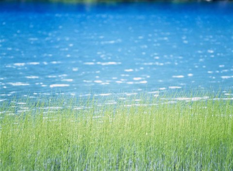 Framed Grass In Water Print
