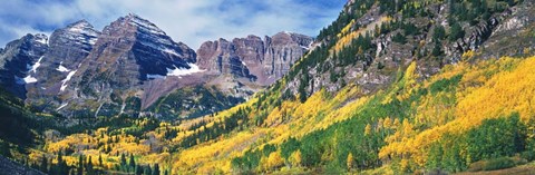 Framed Aspen Trees In Autumn With Mountains In The Background, Elk Mountains, Colorado Print