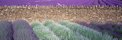 Framed Lavender Growing Beside Dry-Stone Wall, Somerset, England Print