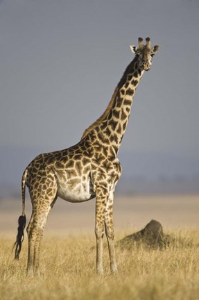Framed Masai Giraffe Standing In A Forest, Kenya Print