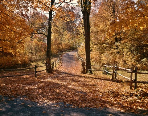 Framed 1960s AUTUMN TRAIL PARK PATH WISCONSIN Print
