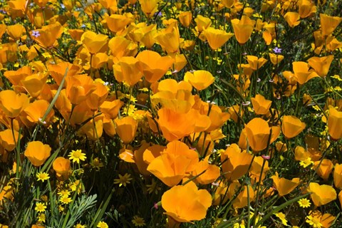 Framed California Poppies And Canterbury Bells Growing In A Field Print