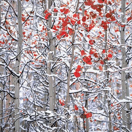 Framed Snow Covered Aspen Trees Print